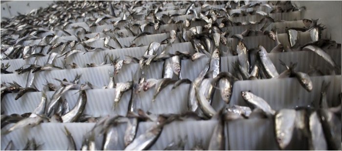 Специалисты предприятий по переработке рыбы выбирают продукцию EFELE